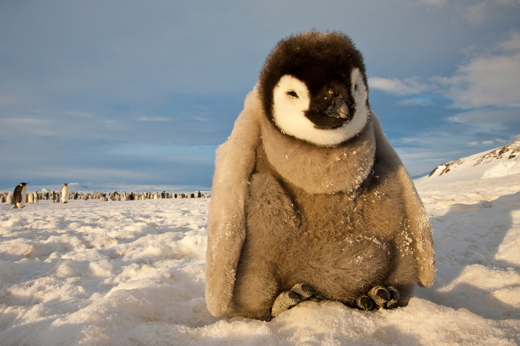 一隻皇帝企鵝幼雛在南大洋南極灣羅斯海(Ross Sea)的最大型皇帝企鵝繁殖群。皇帝企鵝的繁殖習慣需要依賴冰雪，因而成為南極洲最脆弱的物種之一。©Paul Nicklen